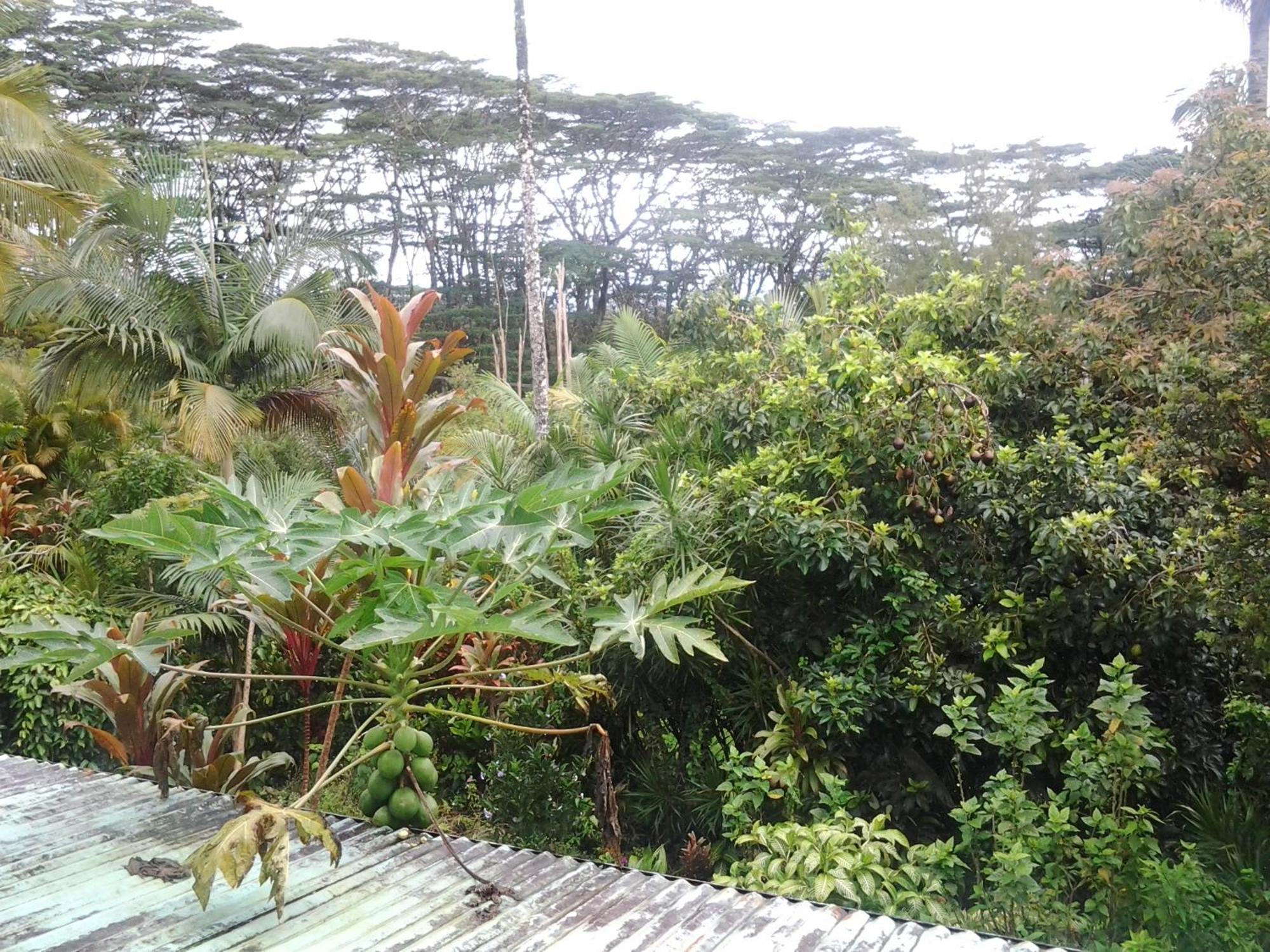 Lava Tree Tropic Inn Pahoa Exterior photo